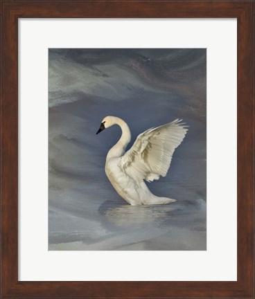 Framed Tundra Swan Print