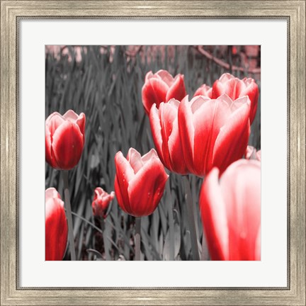 Framed Red Tulips I Print