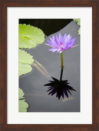 Framed Water Lily Flowers VI Print