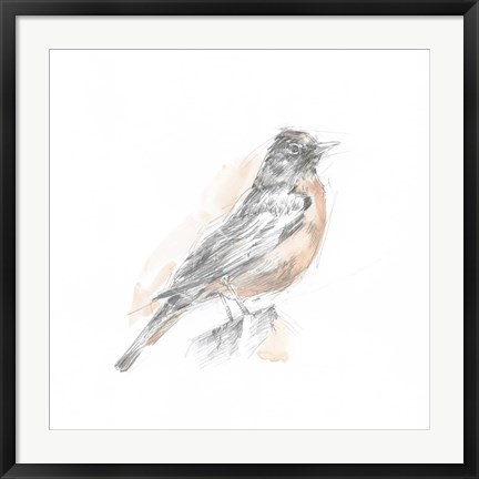 Framed Robin Bird Sketch I Print