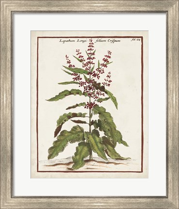 Framed Munting Botanicals II Print