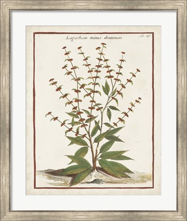 Framed Munting Botanicals III Print