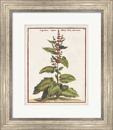 Framed Munting Botanicals IV Print