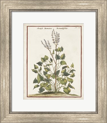 Framed Munting Botanicals V Print