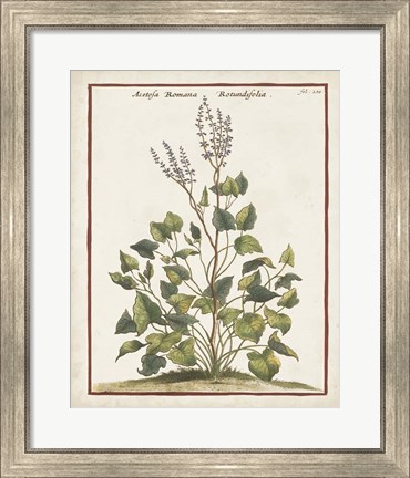 Framed Munting Botanicals V Print