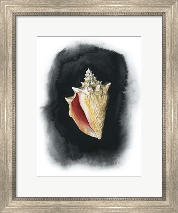 Framed Conch on Black I Print