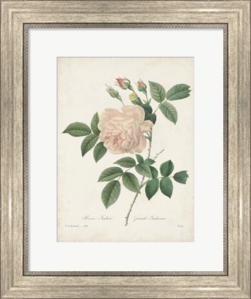 Framed Vintage Redoute Roses II Print