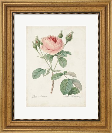 Framed Vintage Redoute Roses VI Print