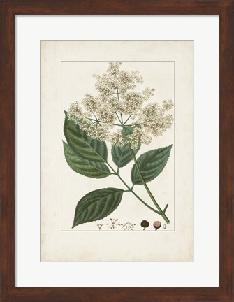 Framed Antique Turpin Botanical V Print