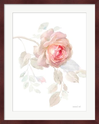 Framed Gentle Rose I Print