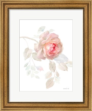 Framed Gentle Rose I Print