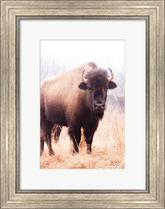 Framed American Bison V Print