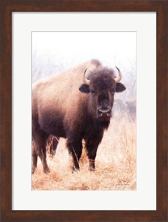 Framed American Bison V Print