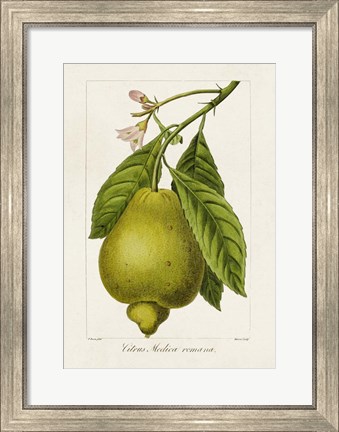 Framed Antique Citrus Fruit III Print