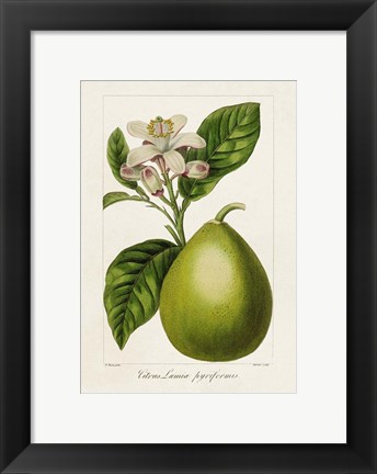 Framed Antique Citrus Fruit IV Print
