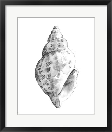 Framed Quiet Conch II Print