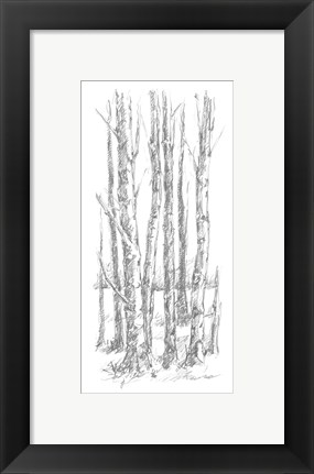 Framed Birch Tree Sketch I Print