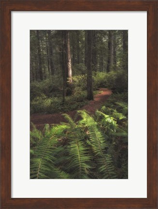 Framed Fern Lined Path Print