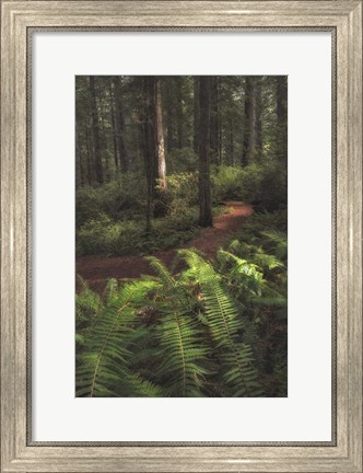 Framed Fern Lined Path Print