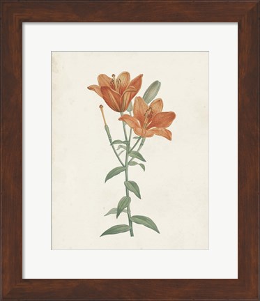 Framed Classic Botanicals V Print