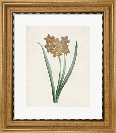 Framed Classic Botanicals VI Print
