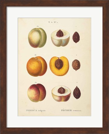 Framed Peaches I Print