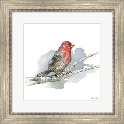 Framed Birds &amp; Branches IV-House Finch Print