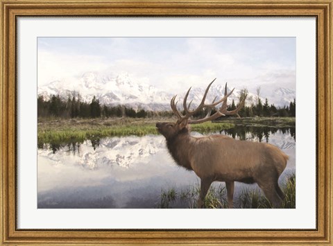 Framed Bull Elk in Tetons Print