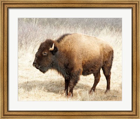 Framed American Bison III Print