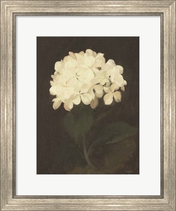 Framed Vintage White Hydrangea Print