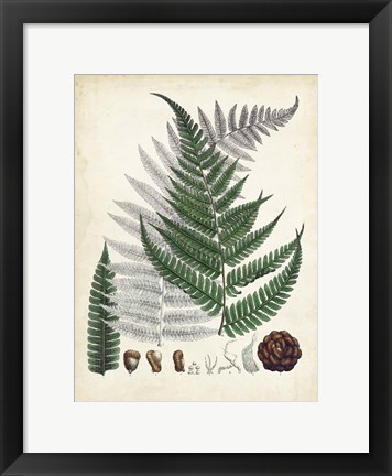 Framed Collected Ferns II Print