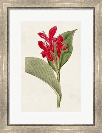 Framed Flora of the Tropics IV Print