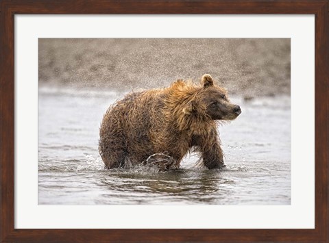 Framed Photography Study Shake it Off Print