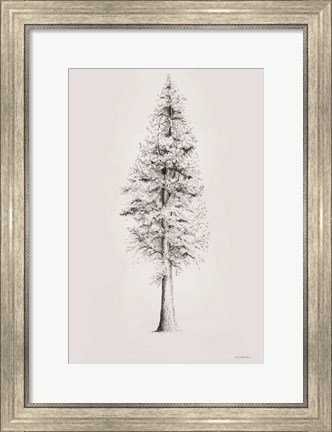 Framed When a Redwood Isn&#39;t Red Print