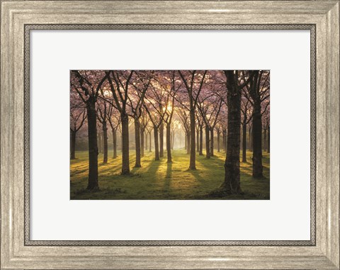 Framed Cherry Trees in Morning Light I Print