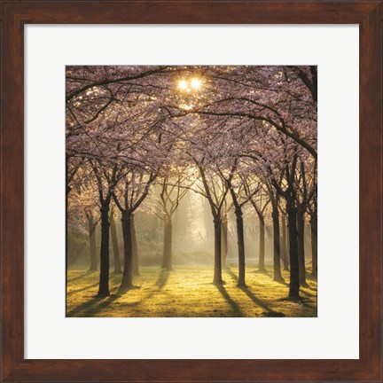 Framed Cherry Trees in Morning Light II Print