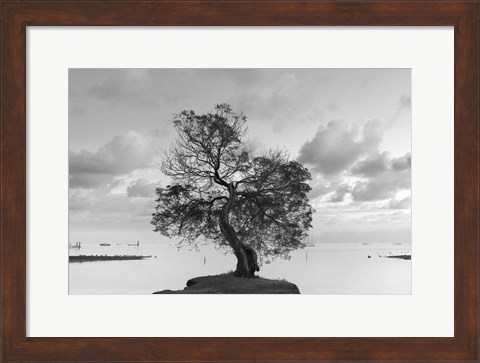 Framed Coastal Oak Series No. 36 Print