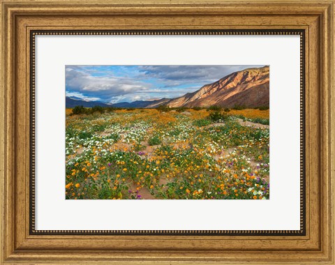 Framed Desert Wildflowers in Henderson Canyon Print