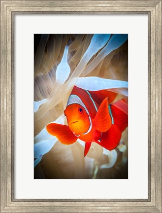 Framed Clownfish Defends his White Anemone Print
