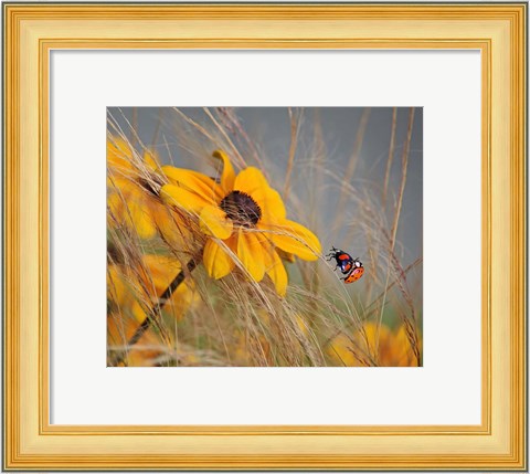 Framed Colors of Summer Print