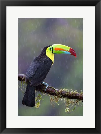 Framed Keel-billed Toucan - Costa Rica Print
