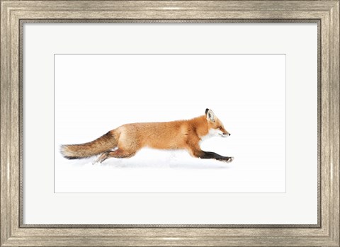Framed Red Fox on the Run - Algonquin Park Print