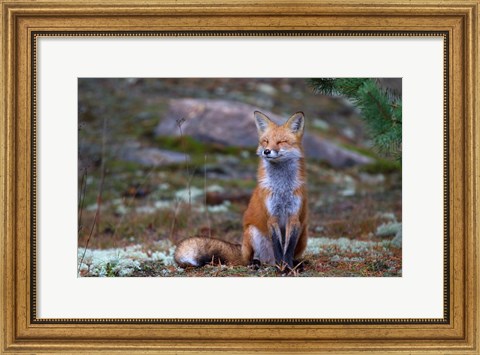 Framed Fox Zen - Algonquin Park Print