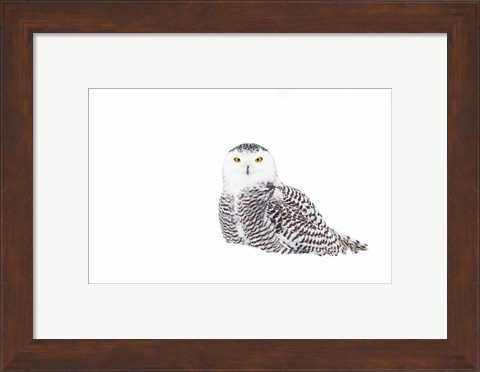 Framed Snowy Owl in Winter Snow Print