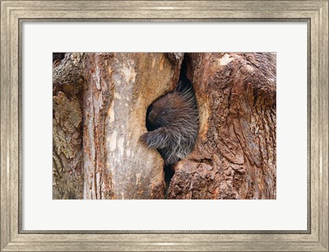 Framed Baby Porcupine in Tree Print