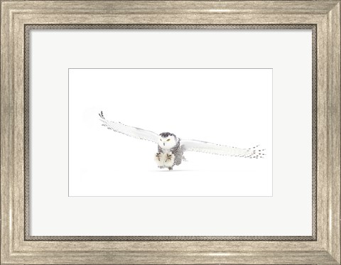 Framed Snowy Owl Coming in for the Kill Print