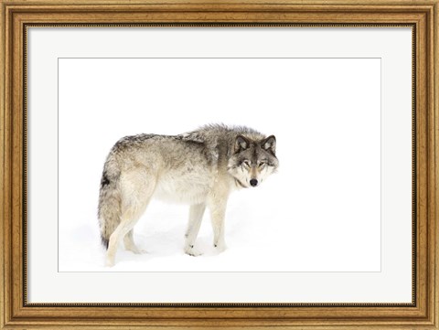Framed Timber Wolf Walking through the Snow Print