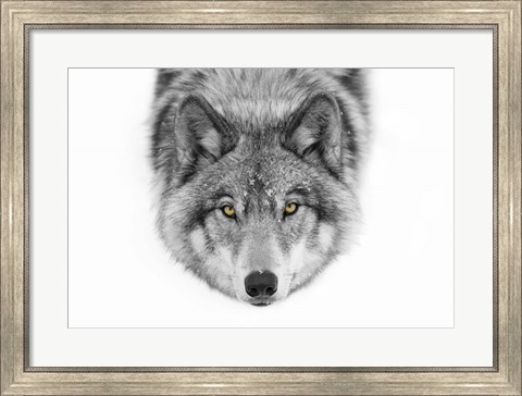 Framed Yellow Eyes - Timber Wolf Print