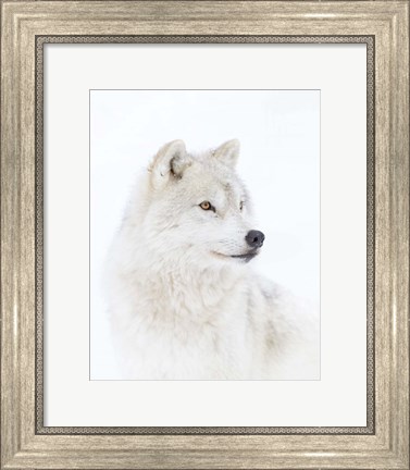 Framed Portrait of an Arctic Wolf Print