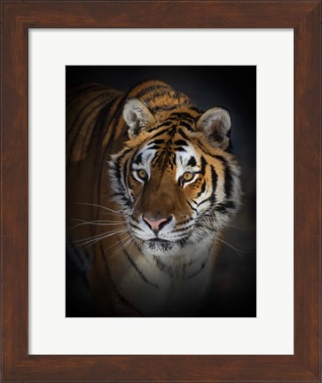 Framed Portrait of a Siberian Tiger Print